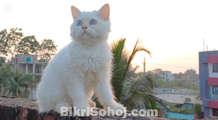 Traditional pertian cat